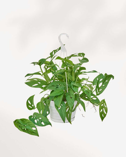 Monstera Adansonii