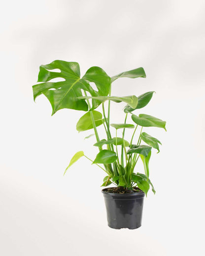 Monstera Deliciosa - Swiss Cheese
