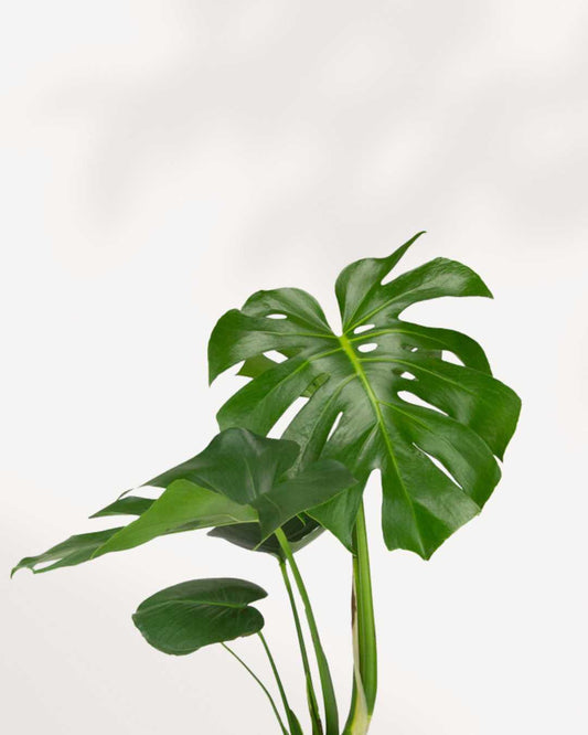 Monstera Deliciosa - Swiss Cheese