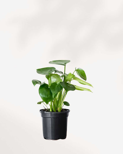 Monstera Deliciosa - Swiss Cheese
