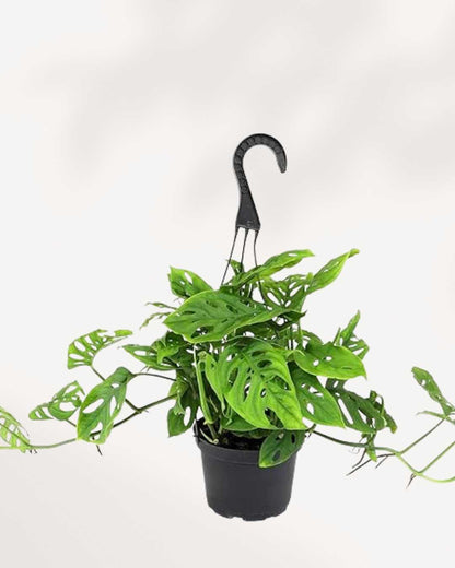 Monstera Adansonii