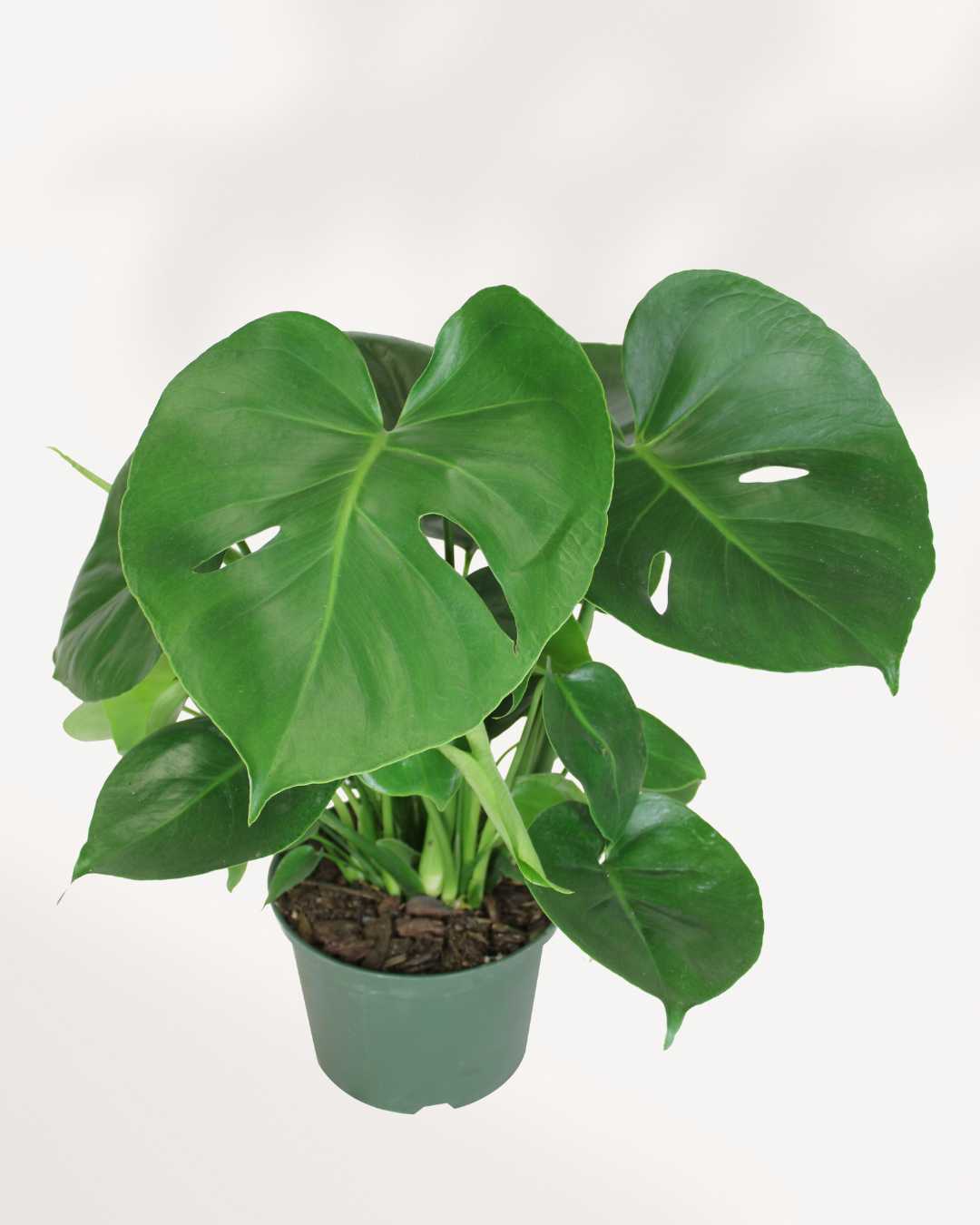 Monstera Deliciosa - Swiss Cheese