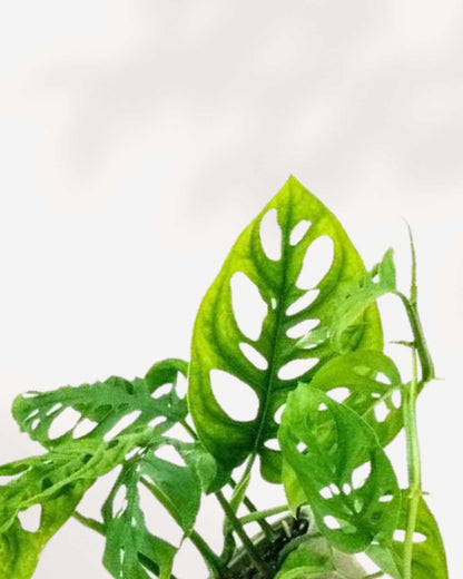 Monstera Adansonii