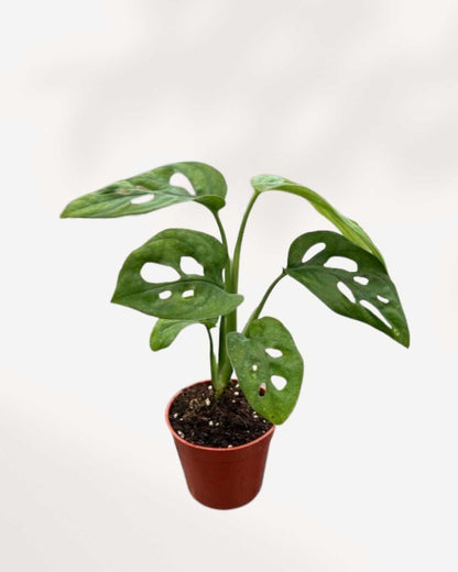Monstera Adansonii