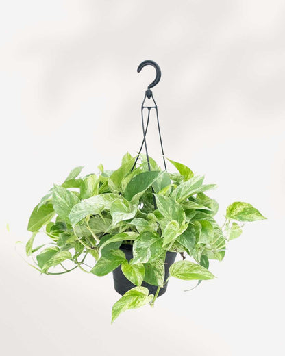 Marble Queen Pothos