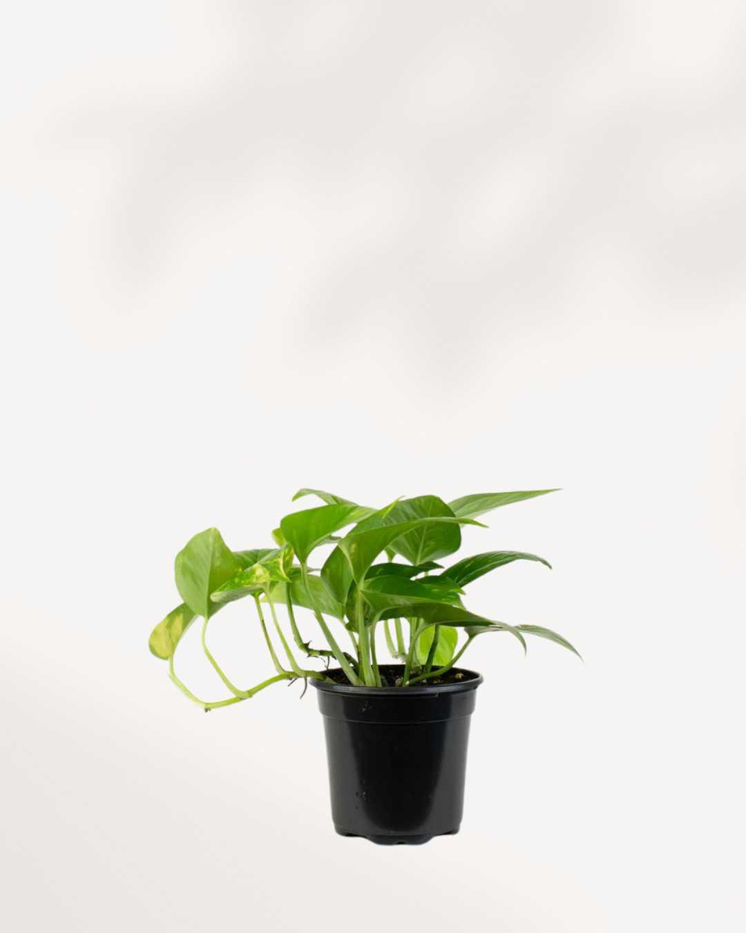 Pothos Golden