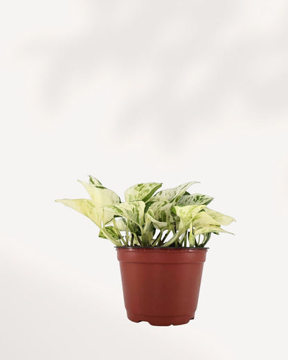 Pothos Majula - Epipremnum Aureum