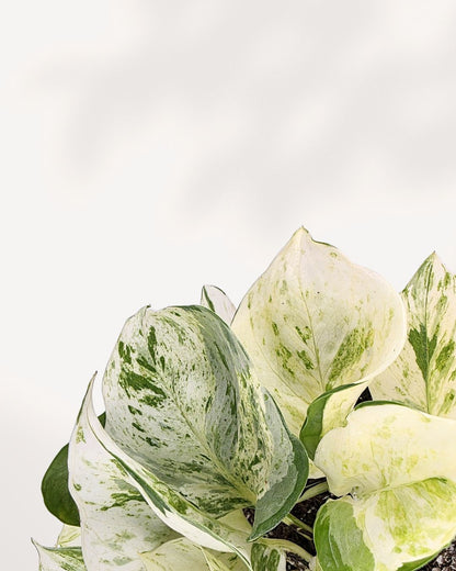 Pothos Majula - Epipremnum Aureum
