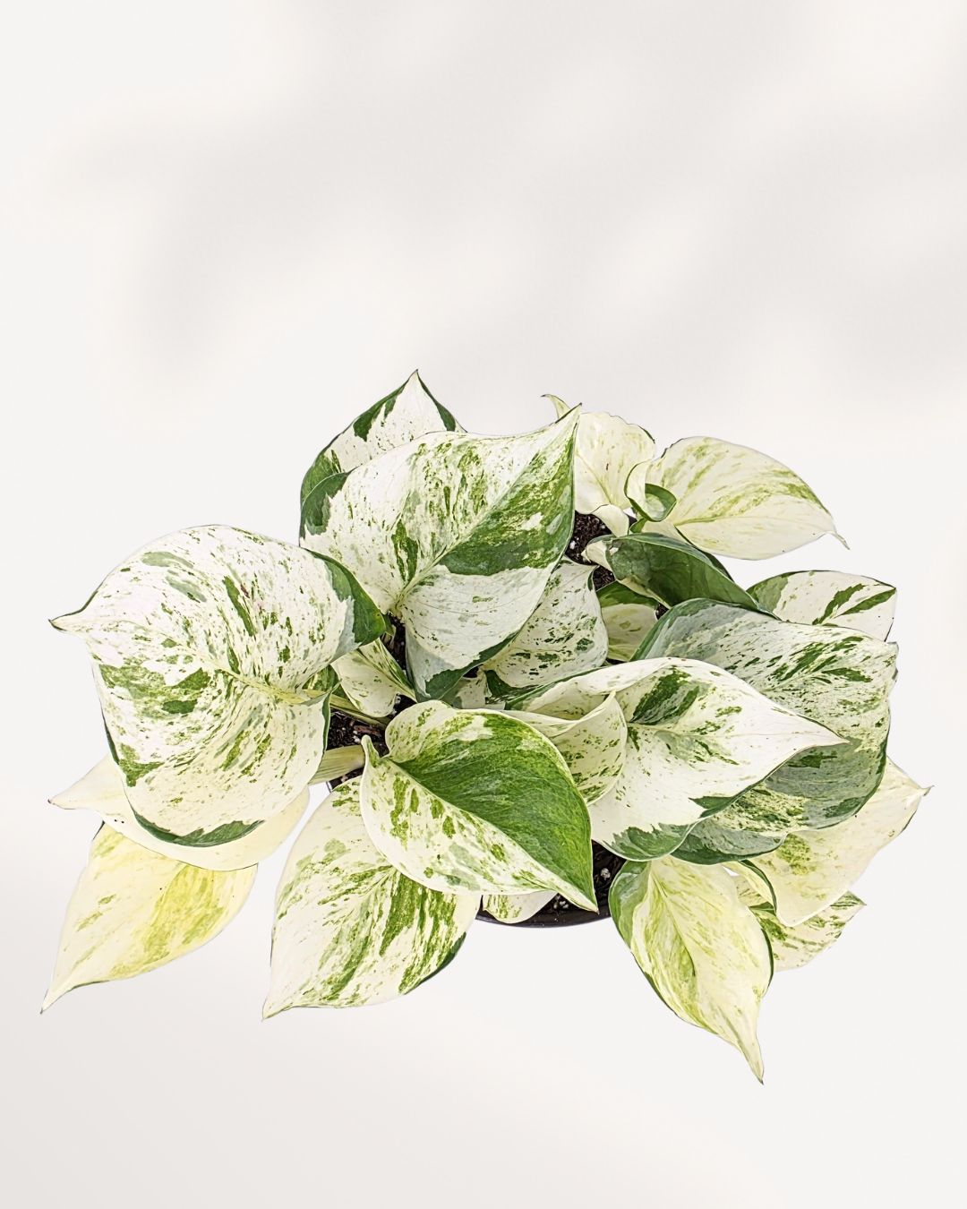 Pothos Majula - Epipremnum Aureum