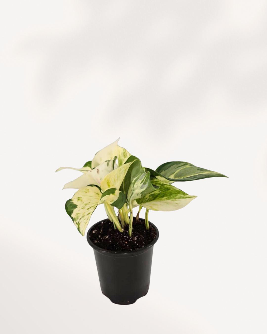 Pothos Majula - Epipremnum Aureum