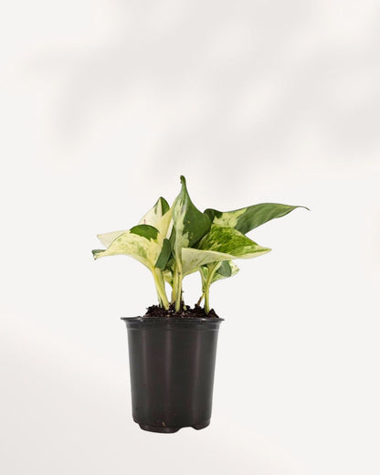 Pothos Majula - Epipremnum Aureum