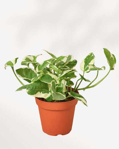 Pothos N’Joy