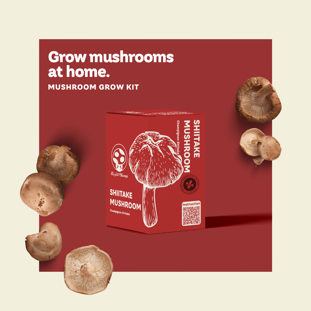 Shiitake Mushroom Kit