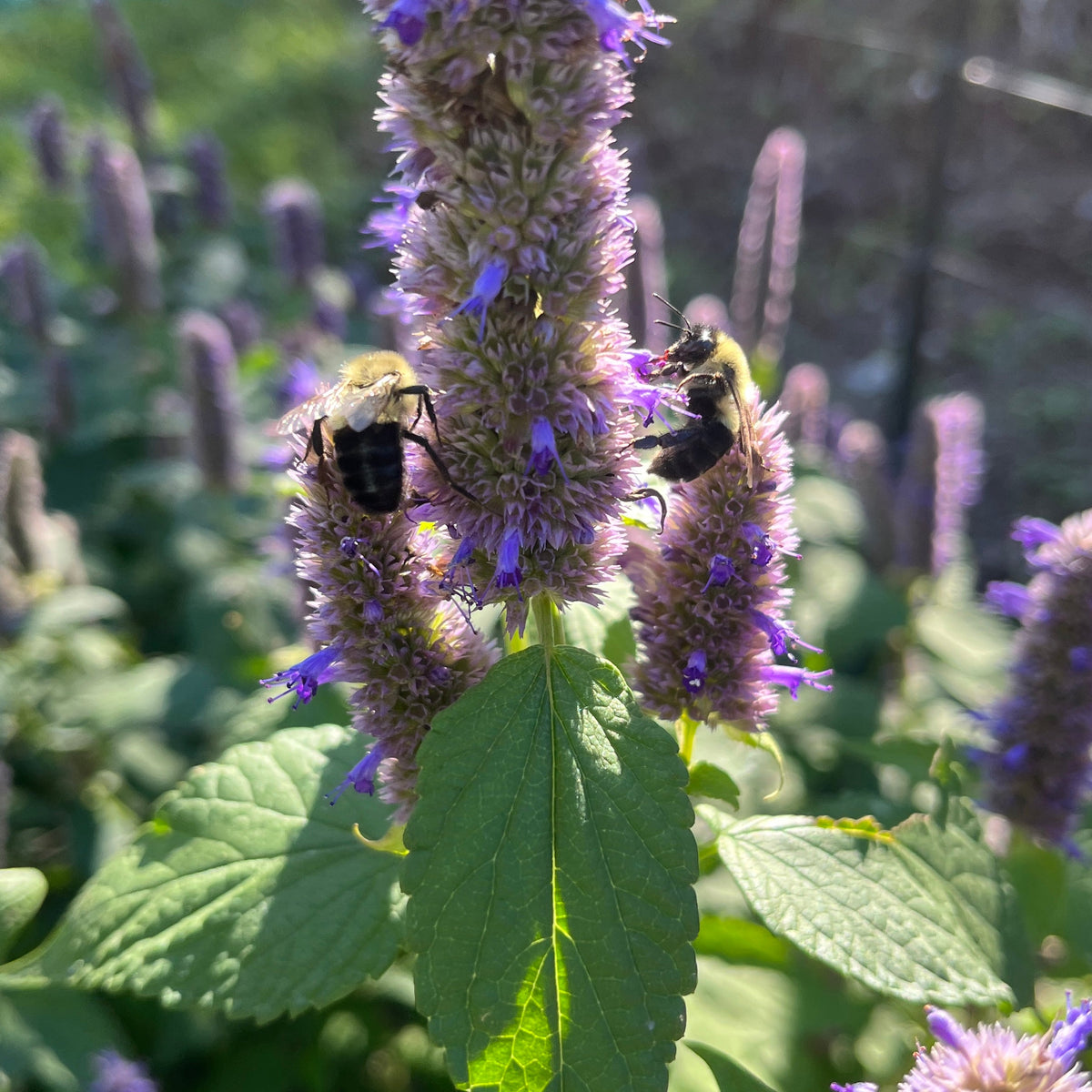 Anise Hyssop | Agastache fenouil