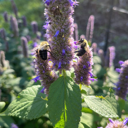 Anise Hyssop | Agastache fenouil