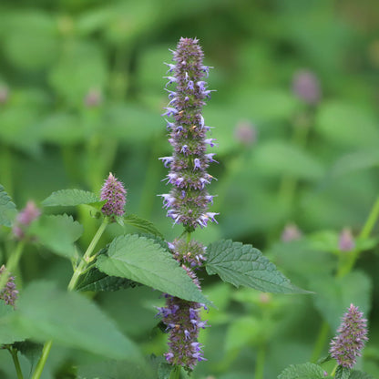 Anise Hyssop | Agastache fenouil
