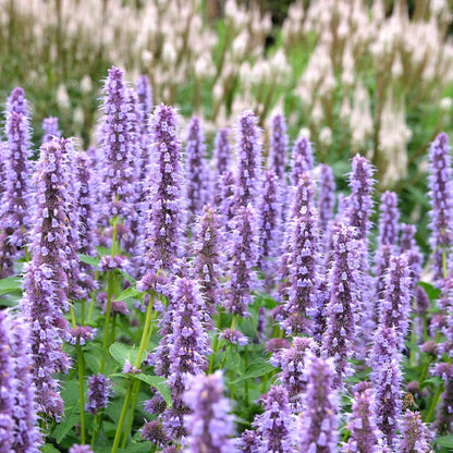 Anise Hyssop | Agastache fenouil