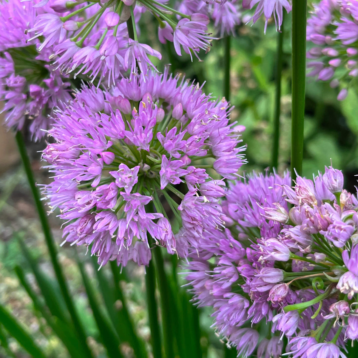 Prairie Onion | Ail étoilé