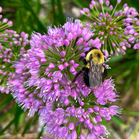 Prairie Onion | Ail étoilé