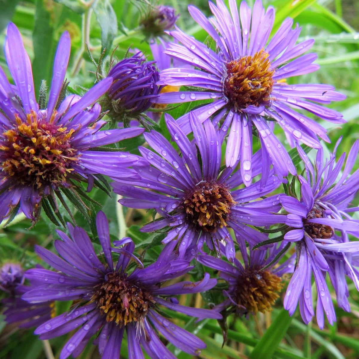 New England Aster |  Aster de Nouvelle-Angleterre