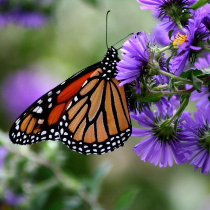New England Aster |  Aster de Nouvelle-Angleterre