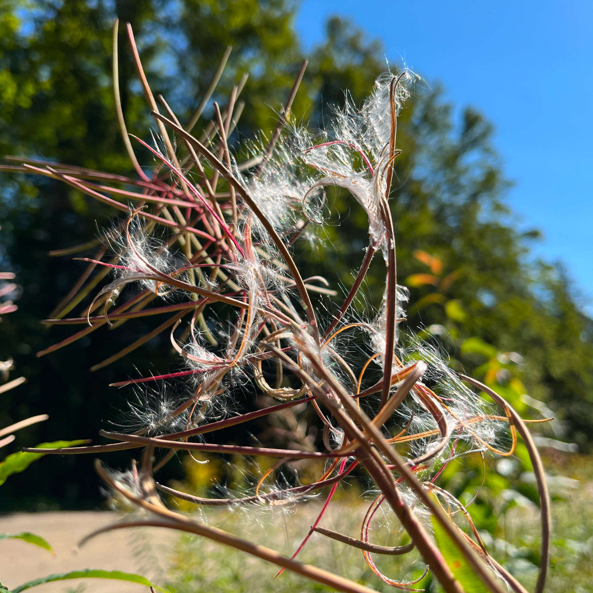 Fireweed | Épilobe à feuilles étroites