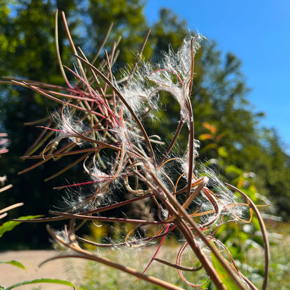 Fireweed | Épilobe à feuilles étroites