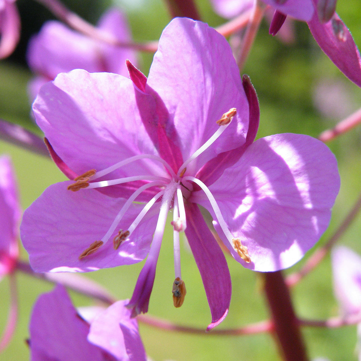 Fireweed | Épilobe à feuilles étroites