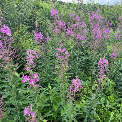 Fireweed | Épilobe à feuilles étroites