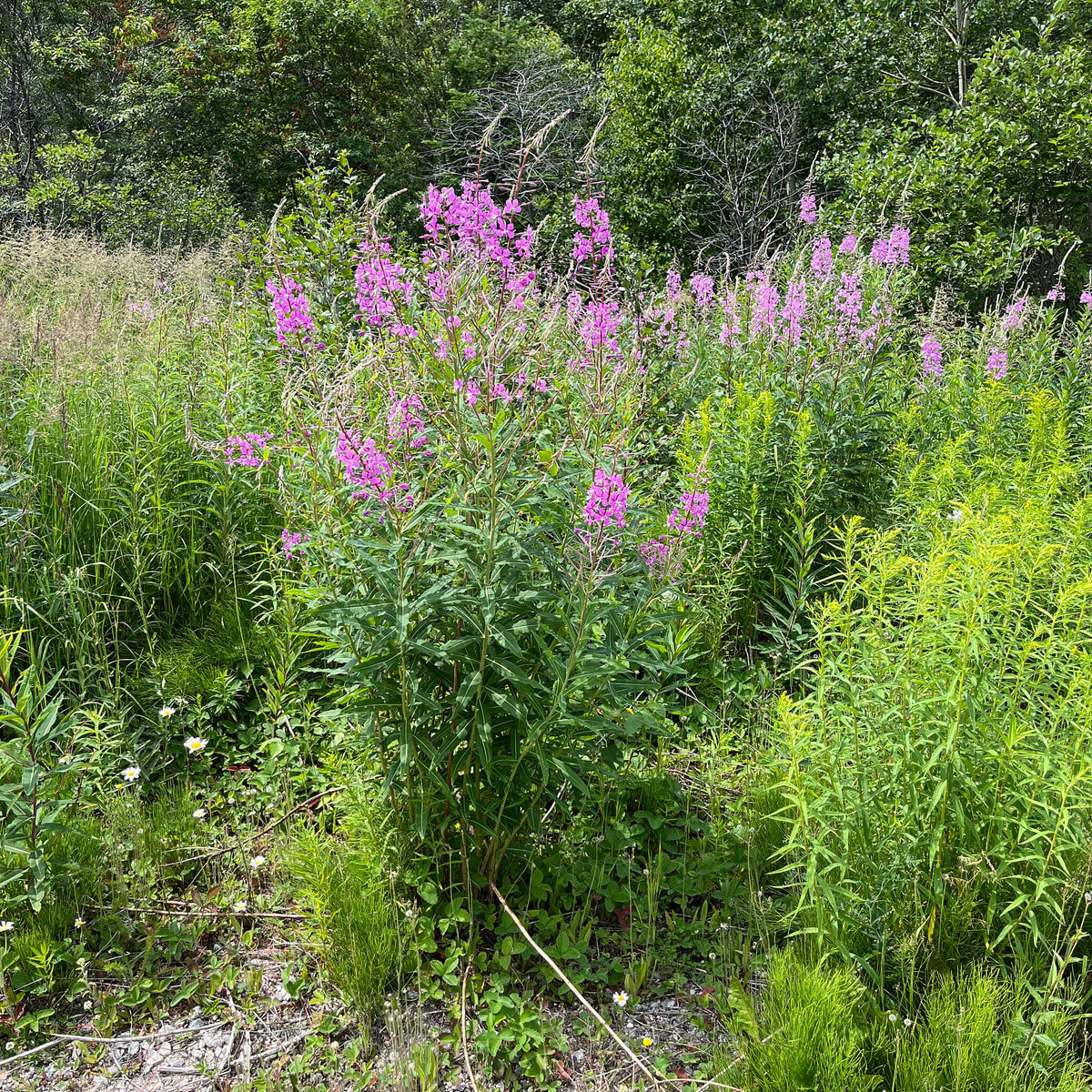 Fireweed | Épilobe à feuilles étroites