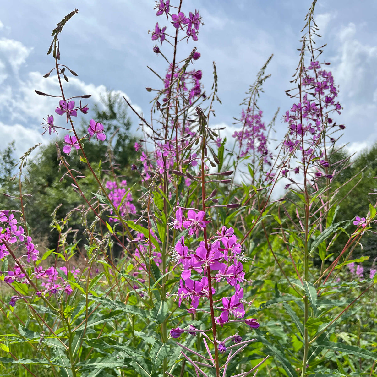 Fireweed | Épilobe à feuilles étroites