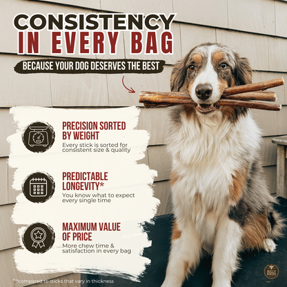6 Inch Thick Bully Stick