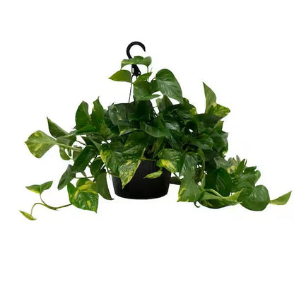 Marble Queen Pothos