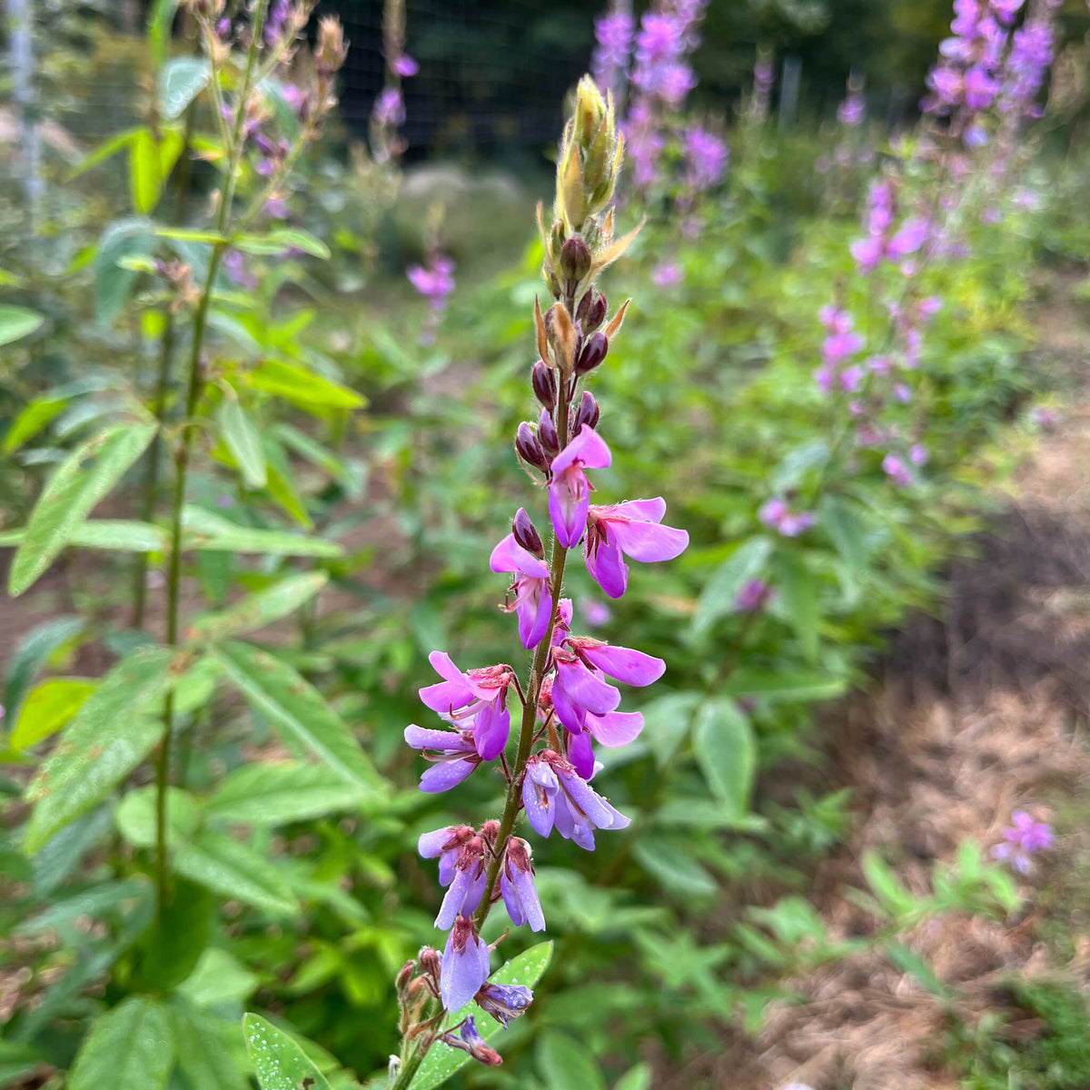 Showy Tick-Trefoil | Desmodie CAN
