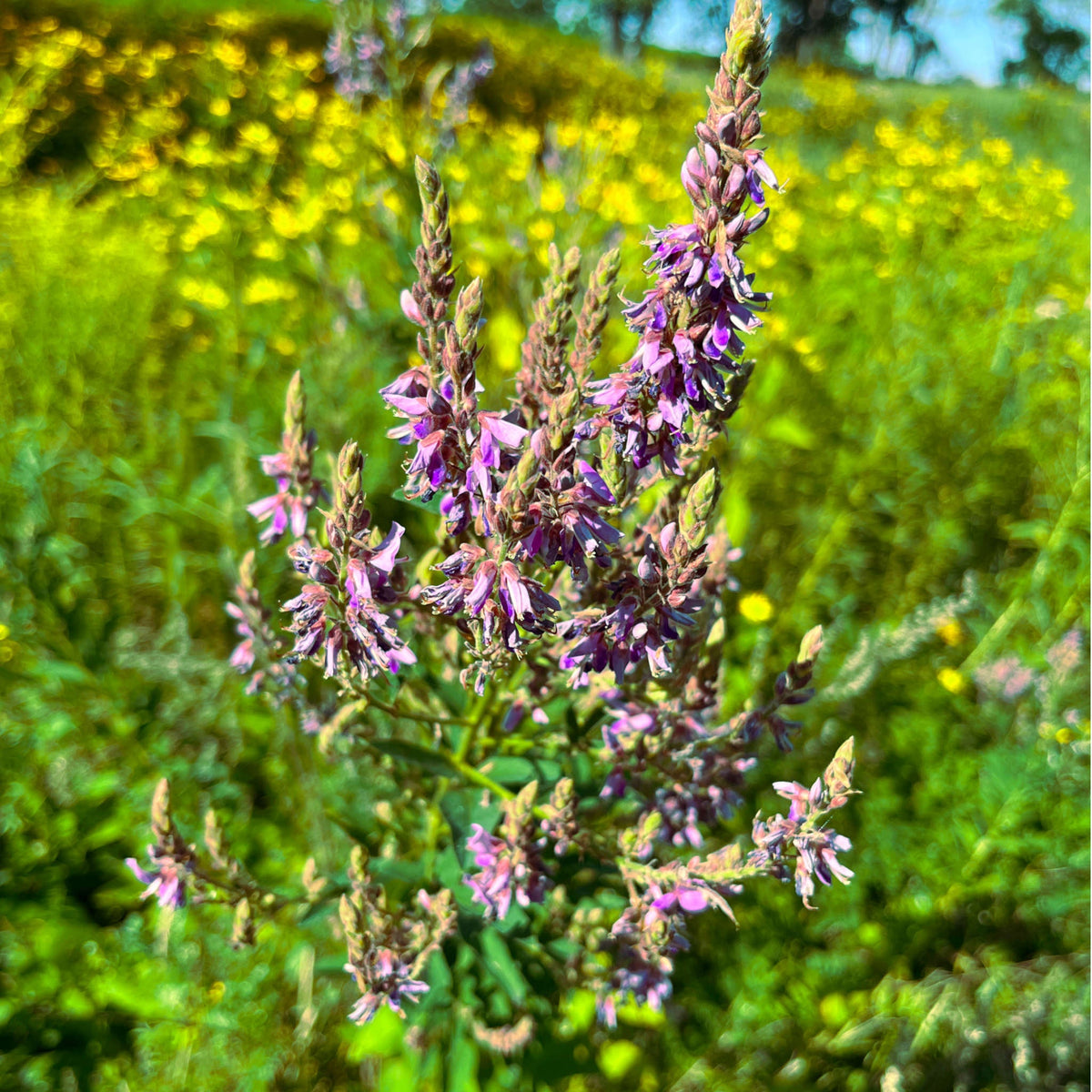 Showy Tick-Trefoil | Desmodie CAN