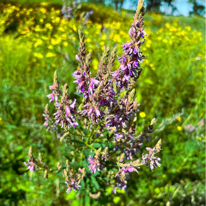 Showy Tick-Trefoil | Desmodie CAN
