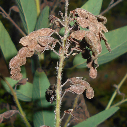 Showy Tick-Trefoil | Desmodie CAN