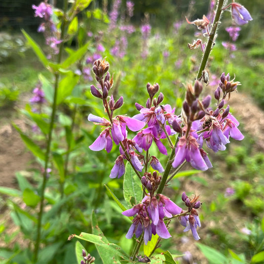 Showy Tick-Trefoil | Desmodie CAN