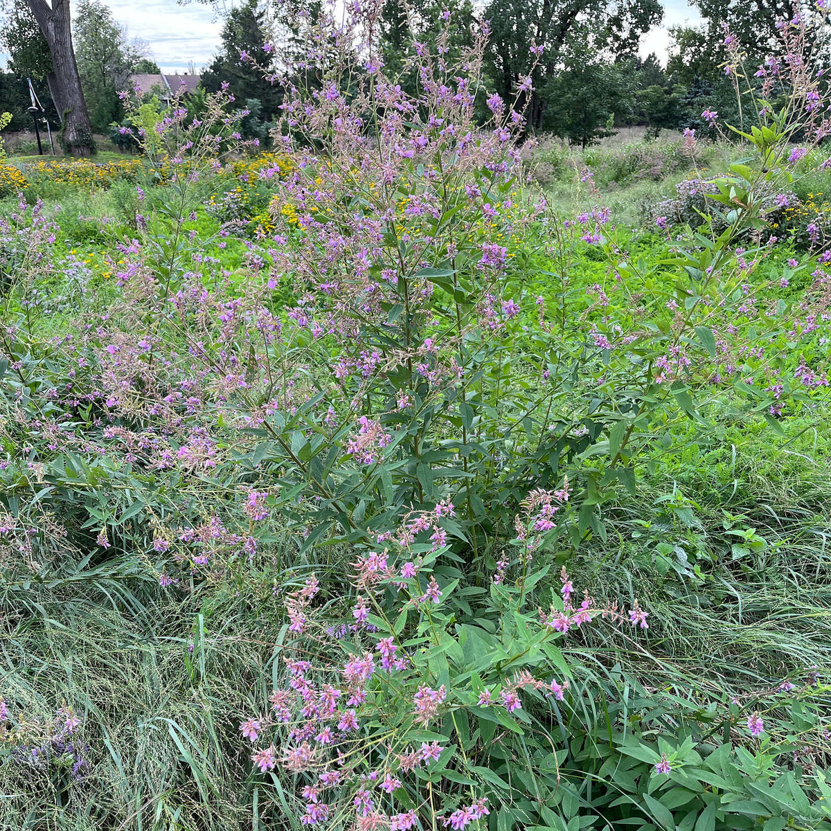 Showy Tick-Trefoil | Desmodie CAN