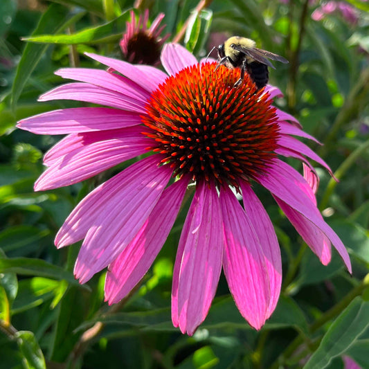 Purple Coneflower |  Échinacée pourpre