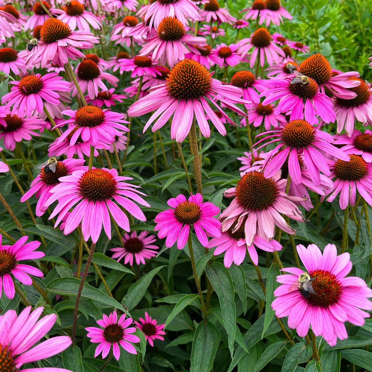 Purple Coneflower |  Échinacée pourpre