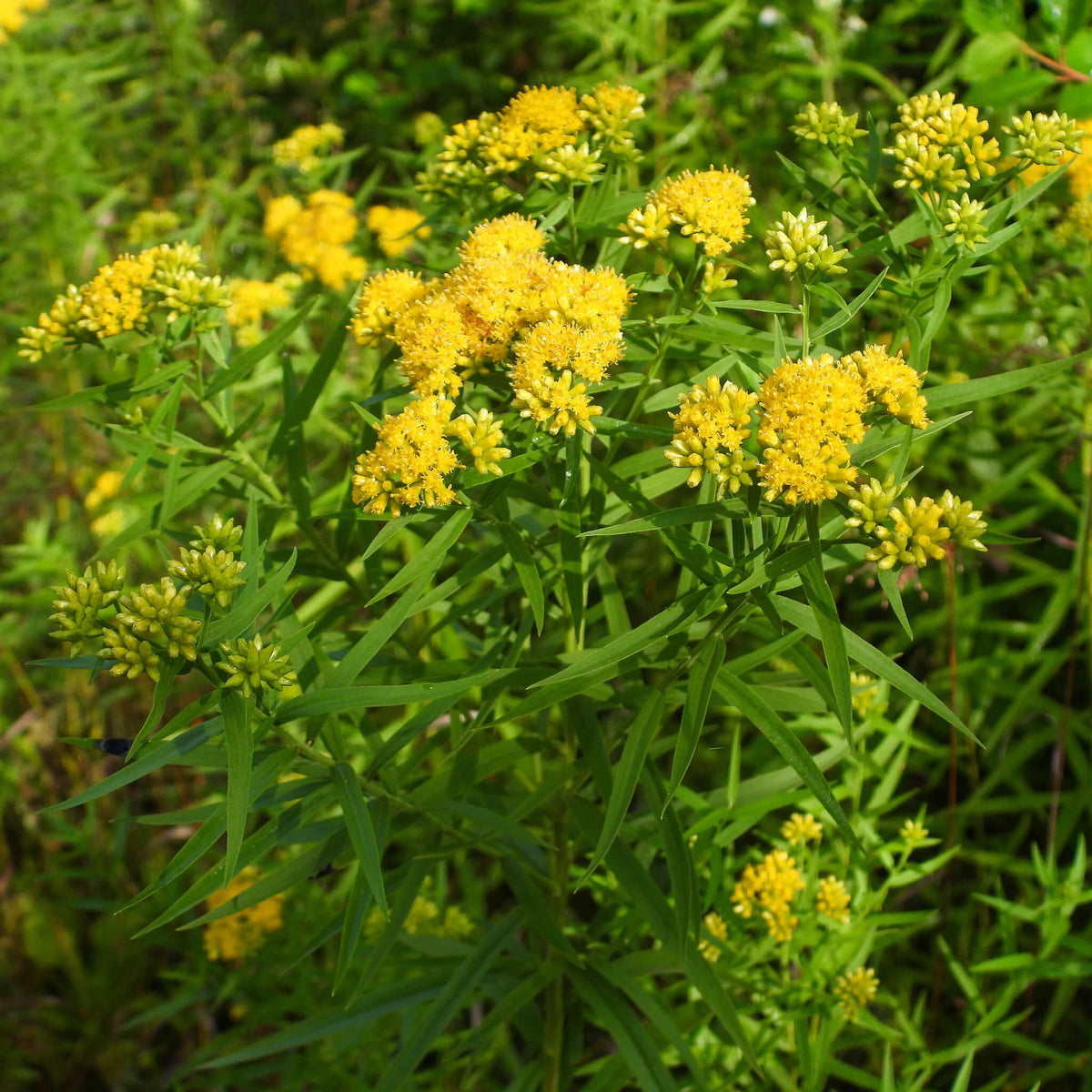 Grass-Leaved Goldenrod  |  Verge d'or à feuilles de graminée