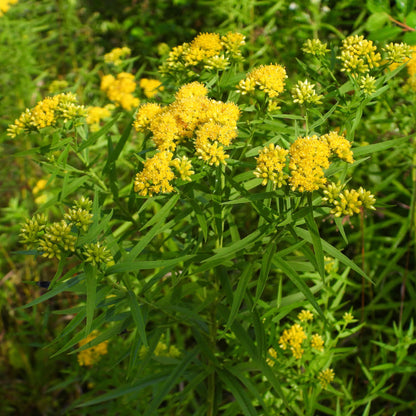 Grass-Leaved Goldenrod  |  Verge d'or à feuilles de graminée