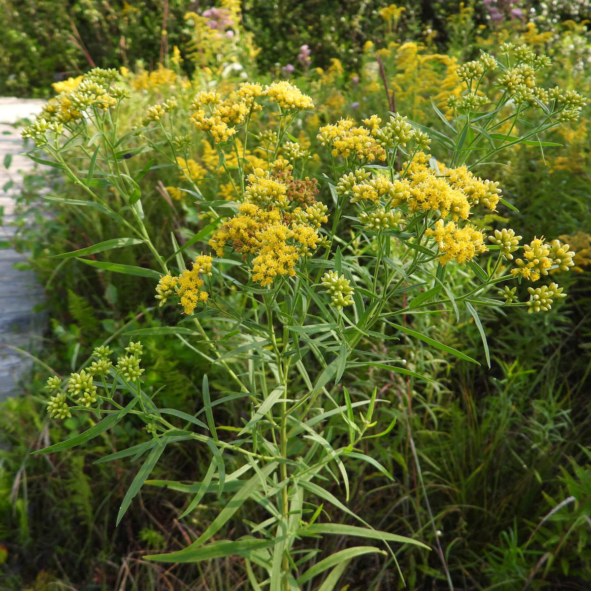 Grass-Leaved Goldenrod  |  Verge d'or à feuilles de graminée