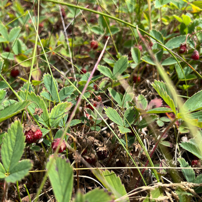 Wild Strawberry | Fraisier des champs