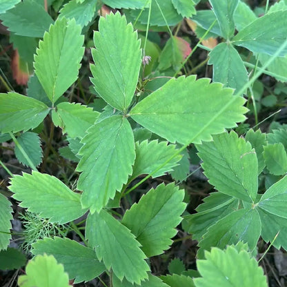 Wild Strawberry | Fraisier des champs