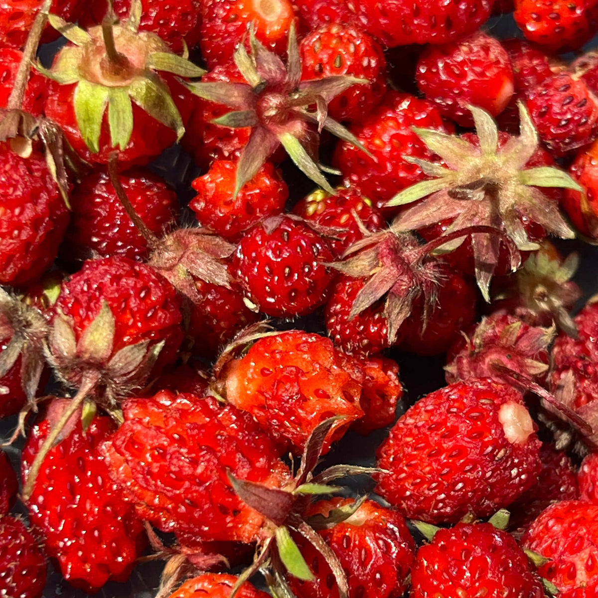 Wild Strawberry | Fraisier des champs