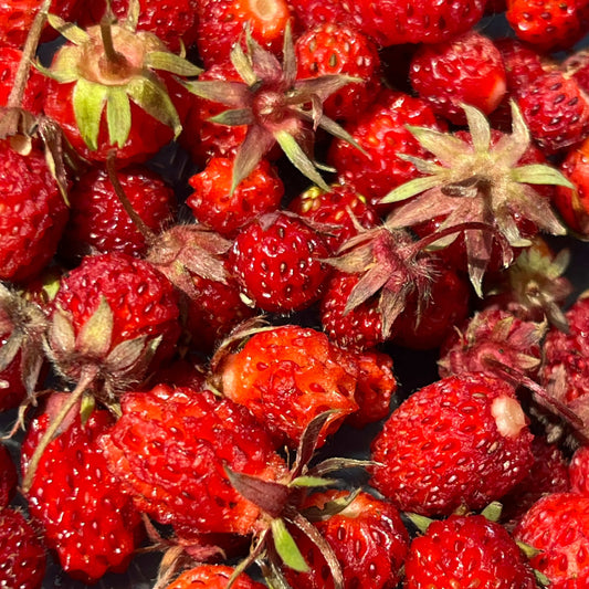 Wild Strawberry | Fraisier des champs