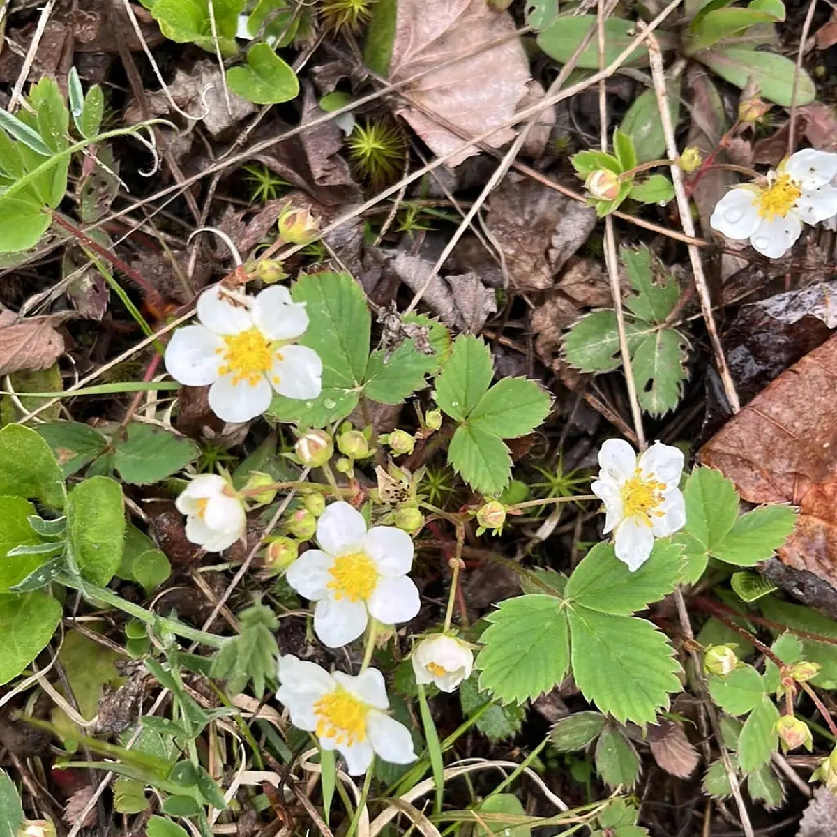 Wild Strawberry | Fraisier des champs
