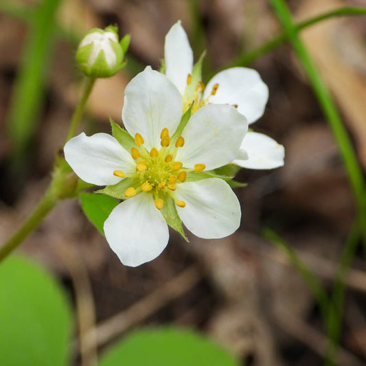 Wild Strawberry | Fraisier des champs